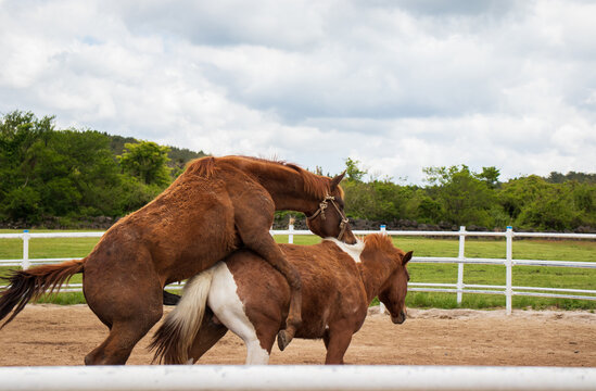 A pair of horses mating on a ranch.