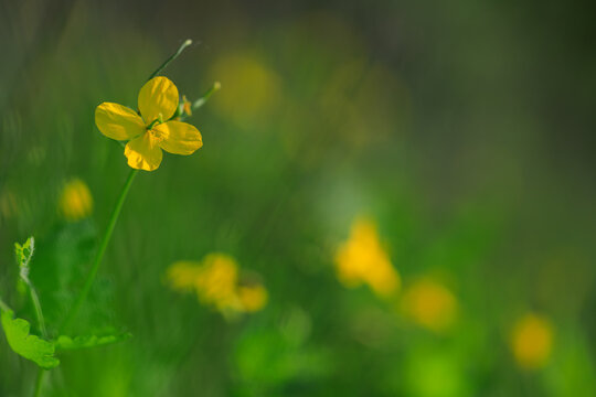 Closeup of greater celadine (Chelidonium majus) HERBAL. Copy space.