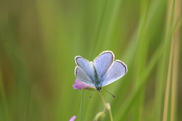 fond d'écran, joli, délicat, papillon, insecte, nature, fleur, été, macro, ailes, ailes, brun, faune, orange, animal, beauté, mite, papillon, prairie, bleu,  mouche, jaune, gros plan, gazon, printemps