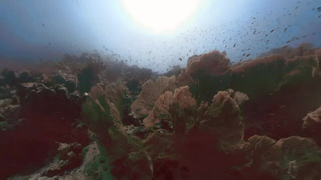 4k video footage of Giant Gorgonian Sea Fans (Subergorgia hicksoni) in the Red Sea, Egypt