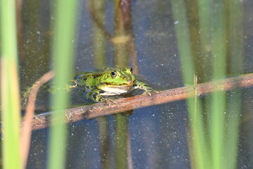 Frog - Wasserfrosch - Rana esculenta