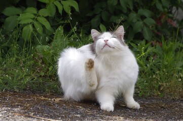 Un chat blanc