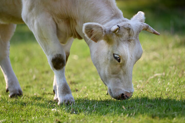 Fototapeta premium Close up of white cow in meadow