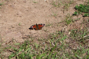 papillon, insecte, nature, ailes, fleur, amiral, rouge, macro, été, beauté, animal, ailes, noir, beau, orange, printemps, papillon, faune, sauvage, mouche, plante, gros plan, couleur