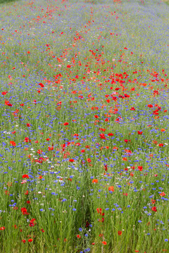 mohnblumen