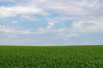 Fototapeta premium Selective focus of rye grain plant on the field under blue sky and white cloud, Young ears of green wheat in the farm in spring, Agriculture industry in countryside, Nature pattern background.