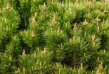 Close-up of green pine needles and buds. Background, texture of coniferous tree. Photography of nature.