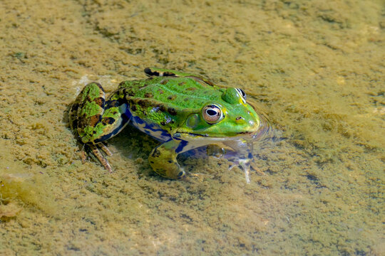 Selective focus of the green marsh frog in swamp, Pelophylax ridibundus is the largest frog native to Europe and belongs to the family of true frogs, Wildlife nature in Netherlands.