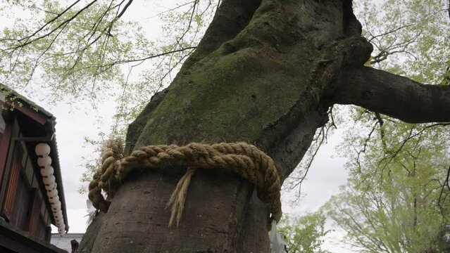 Yorishiro Shimenawa Scared Rope wrapped around tree denoting presence of god