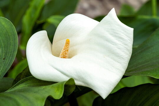 Zantedeschia odorata a spring summer flowering plant with a white summertime flower commonly known as arum lily, stock photo image