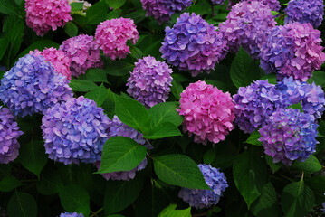 森の中に群生して咲く青やピンク色の紫陽花