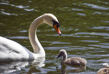 Mute swan and newly born cygnet in a park lake.