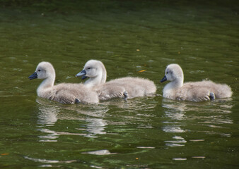 Newly born mute swan cygnets go for a swim in a park lake.
