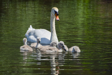 Newly born mute swan cygnets go for a swim in a park lake with their mother.