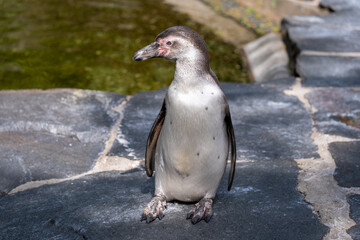 A penguin on land resting. 