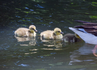 Very young greylag goose babies swim with their mother in a park lake.