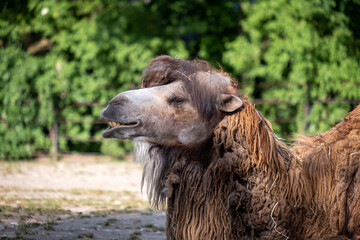 Portrait of a two hump camel. Camel closeup. Camel head shot. 