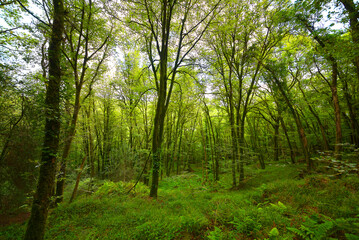 Fototapeta na wymiar Le Faouet - forêt