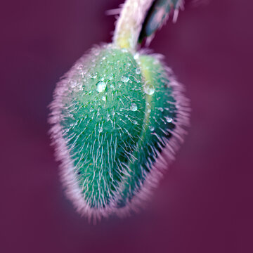 Macro photo of nature bud flower poppy isolated on background.