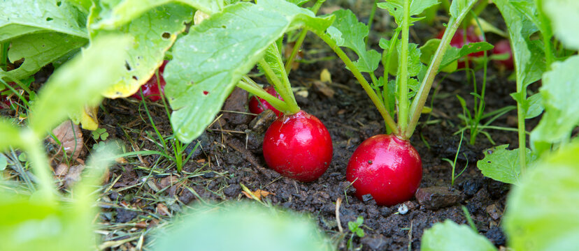 Red radish grows in the summer garden. selective focus.
