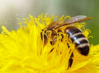 A bee on a yellow dandelion on a green background in macro.