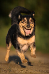 Mongrel dog runs along the road