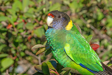 Australian Ringneck or Twenty-eight Parrot