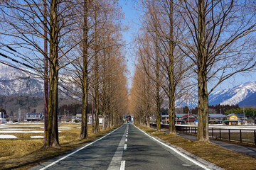 Fototapeta premium 雪の残る春のメタセコイア並木（滋賀県高島市マキノ高原）