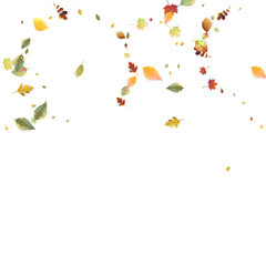 Leaves Falling Autumn Foliage Chaotic Leaf Flying