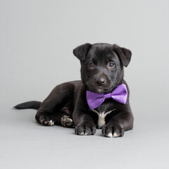 Obraz premium small black dogs