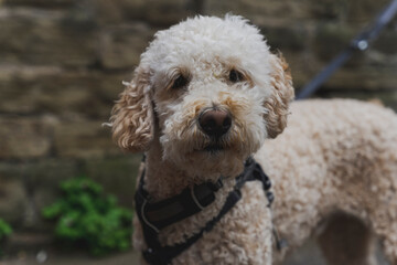 Golden doodle, portret młodego przyjaznego psa. © Aneta