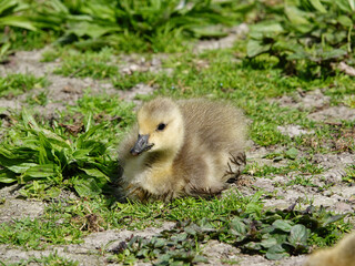 baby Canada goose