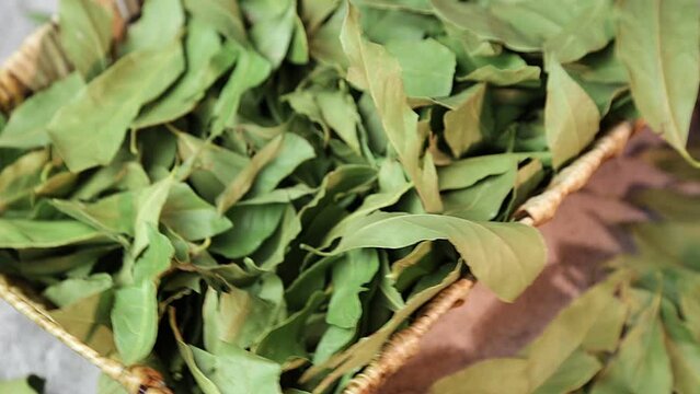 Spices and herbs, food ingredients and additives. Pour the bay leaf into the basket. Herbal medicine.