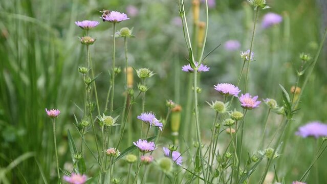 A honey bee on the flower of field scabious