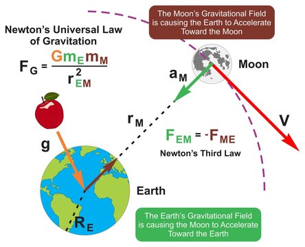 Newton Universal Law Of Gravitation Infographic Diagram Physics Science Education Earth Moon Gravity Effect Gravitational Field Force Concept Formula Equation Vector Chart Illustration Scheme Poster