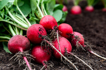 Fresh radish harvest on soil in garden. - obrazy, fototapety, plakaty