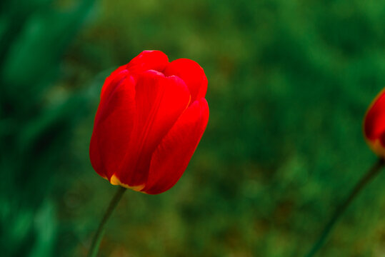 Red garden tulip on grass background in spring garden.