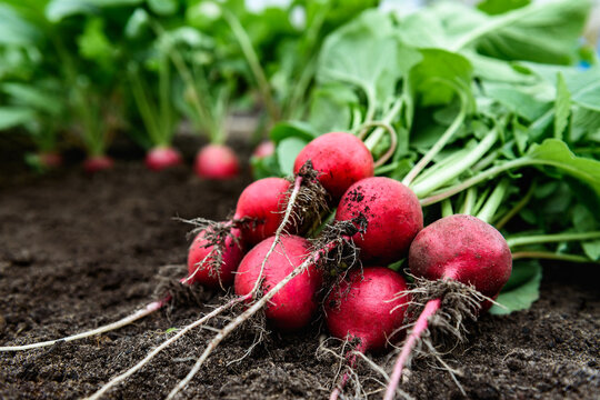 Fresh radish harvest on soil in garden.