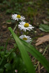 three daisies in the forest. macro shot of white daisies. selective focus.