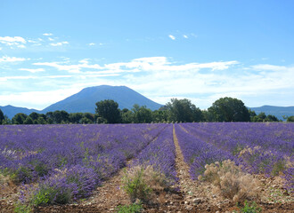 Obraz premium Sunlit panorama of French Provence blooming lavender field picturesque scenery with no people on a sunny summer day in the Alps mountains, summer vacation floral background