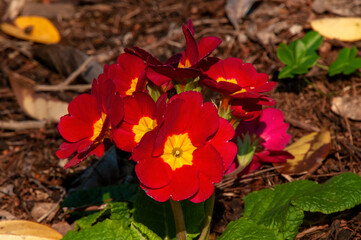 Sydney Australia, red flowering primula vulgaris in garden