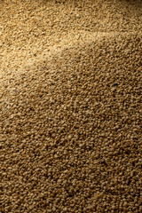 Washed arabica green coffee beans after harvest, ready to be roasted, Colombia, South America.