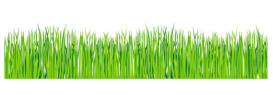 Green grass isolated transparent background. Horizontal green lawn vector set. Realistic illustration of green lawn, border or meadow. Cartoon vector illustration.
