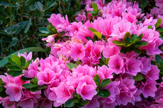 Sydney Australia, bright pink azalea flowers in garden