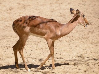 Female impala antelope (Aepyceros melampus) walking on sandy ground and seen from profile