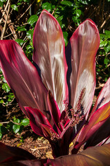 Sydney Australia, leaves and stems with buds of a cordyline fruticosa 'rubra' also known as red cabbage palm in the sunshine - obrazy, fototapety, plakaty