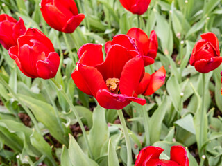 Fototapeta premium Tulips in Holland, Netherlands