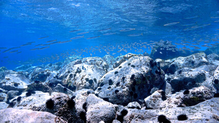 Underwater photo of crystal clear blue reef with fish