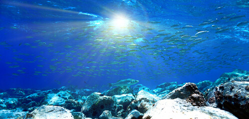 Obraz premium Underwater photo of crystal clear blue reef with fish. From a scuba dive at the Canary islands.