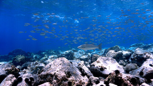 Underwater photo of crystal clear blue reef with fish